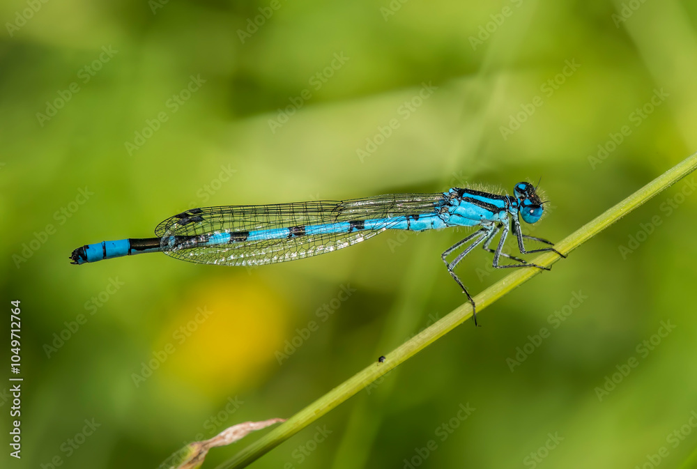 Common blue damselfly resting on a plant stalk Common blue damselfly resting on a plant stalk