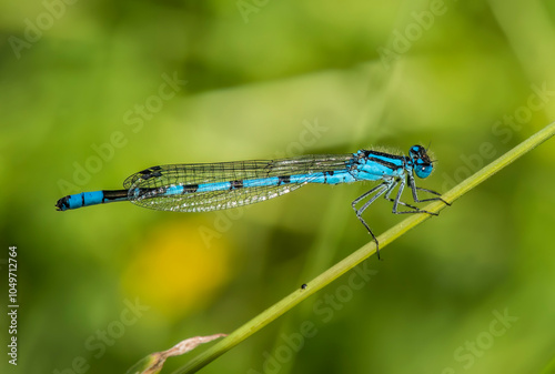 Common blue damselfly resting on a plant stalk photo
