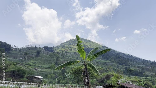 Mountain View with Vegetable Fields and Forest photo