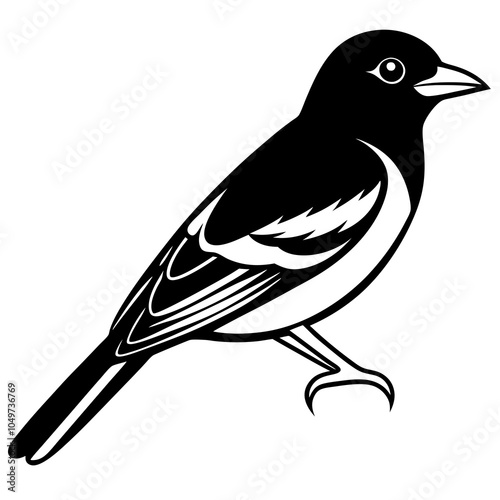 baltimore  oriole bird on white