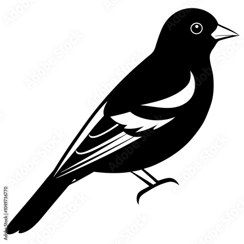 baltimore  oriole bird on white