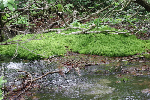 Sphagnum moss growing in a spring-fed wetland photo