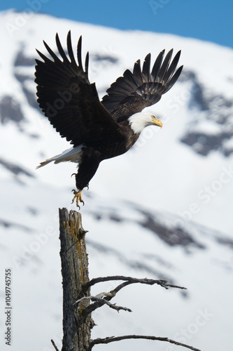 Eagle Flite photo