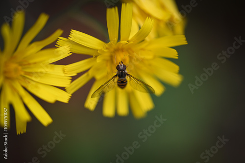 yellow flower and Hoverfly