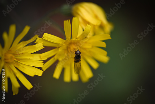 Hoverfly on flower