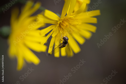 fly on yellow flower