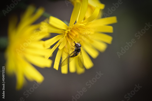 fly on yellow flower