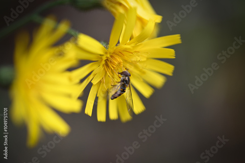 yellow flower on a green background