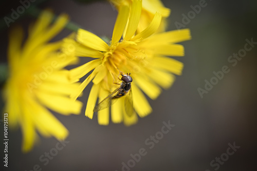 fly on yellow flower
