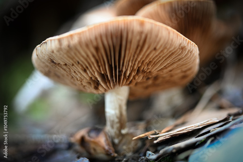 Mushrooms close up