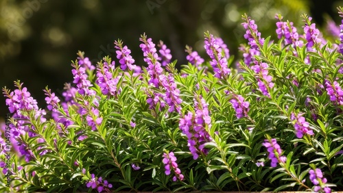 Mexican heather. Japanische Myrte - Cuphea hyssopifolia