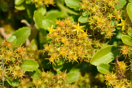 Orange Stonecrop Weihenstephaner Gold flowers  photo