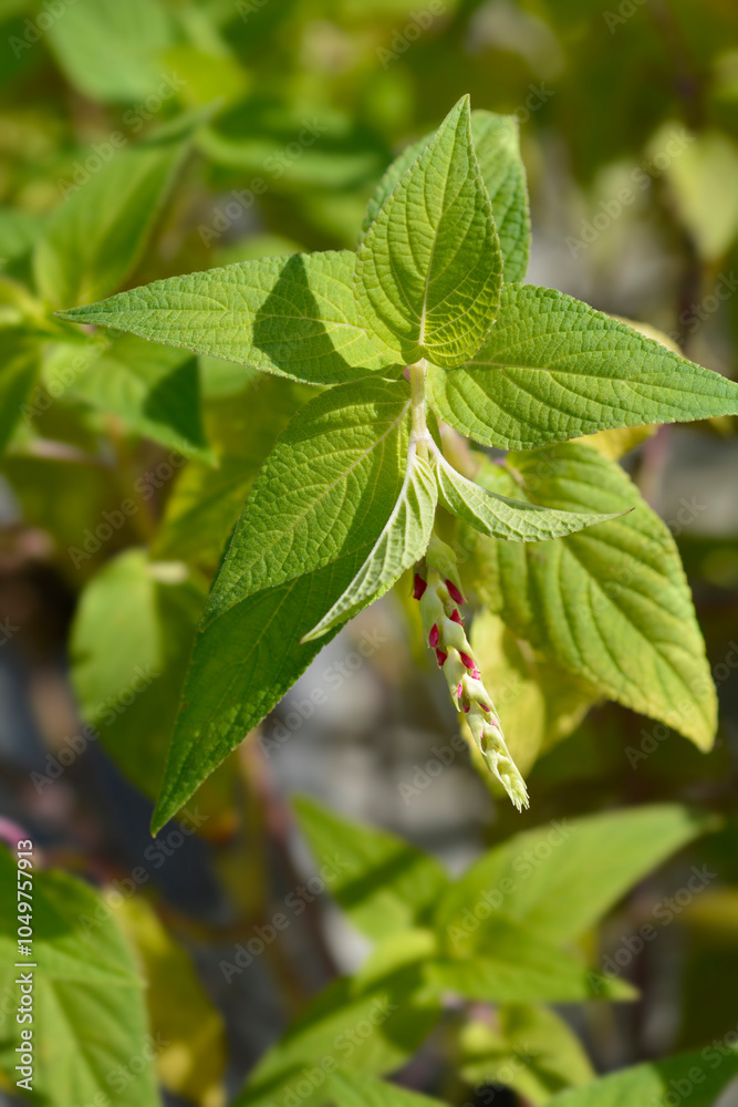 Pineapple sage Ananas flower buds and leaves
