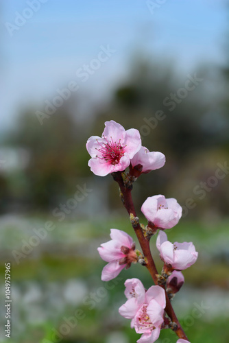 Peach tree Andross branch with flowers photo