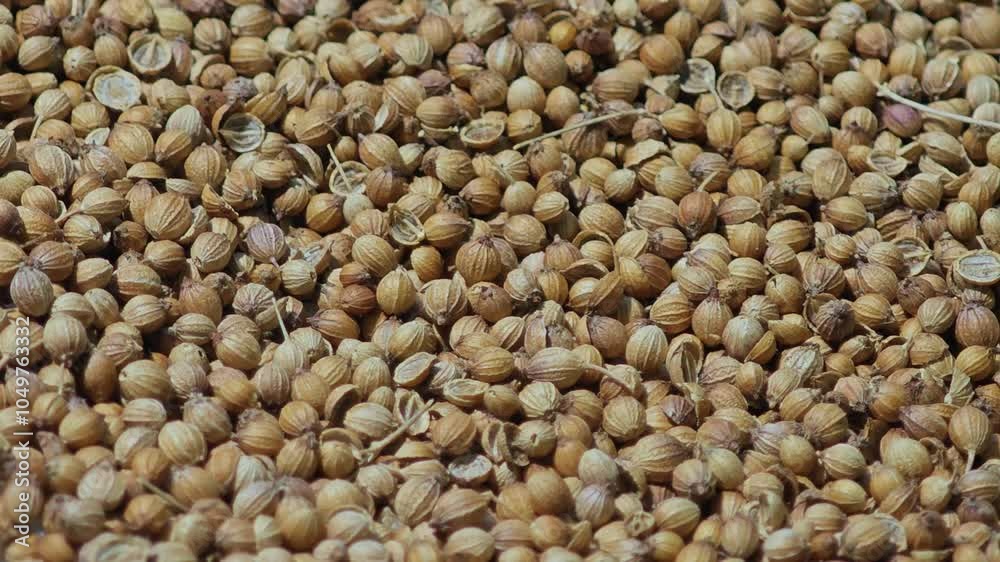 Coriander seeds