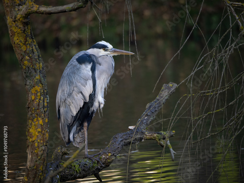 gray heron (Ardea cinerea) feeding by the pond and sitting on a tree branch photo