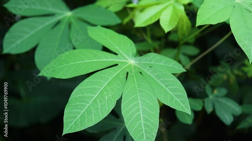 Wallpaper Mural Close up of vibrant green cassava leaves in natural light, showcasing healthy growth and texture. Torontodigital.ca