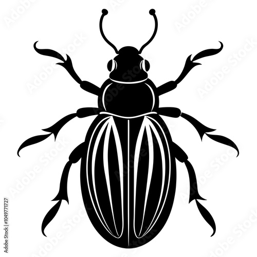 beetle isolated on white