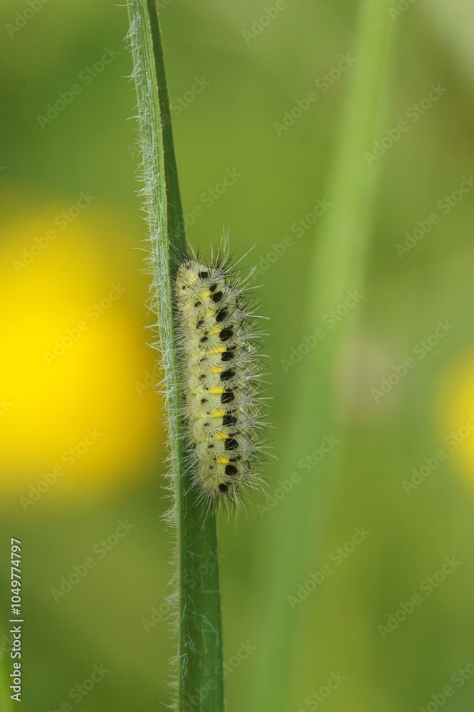 Fototapeta premium Yellow and Black Zygaene filipendula or Six-spot Burnet moth Caterpillar on Leaf
