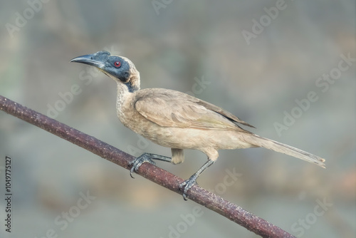 Portrait of a wild hornbill friarbird (Philemon buceroides) perched on a stick from far north queenland, Australia photo