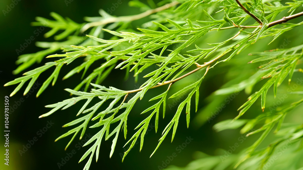 Fototapeta premium Close-up of a branch of a conifer tree with green needles against a blurred background.