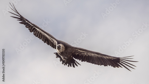 Griffon vulture in flight near Rémuzat in Provence, France photo