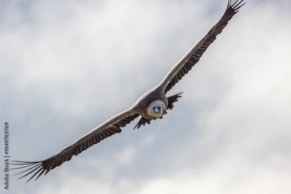 Griffon vulture in flight near Rémuzat in Provence, France Griffon vulture in flight near Rémuzat in Provence, France