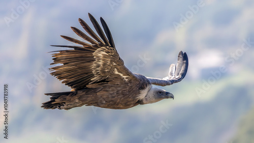 Schilderij op canvas Griffon vulture in flight near Rémuzat in Provence, France