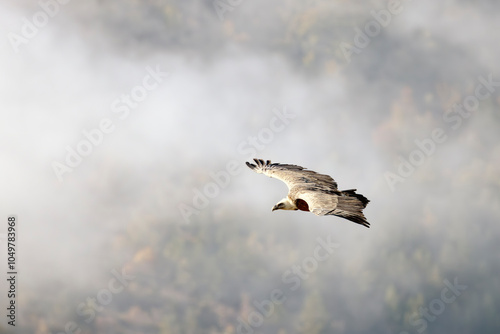 Griffon vulture in flight near Rémuzat in Provence, France photo