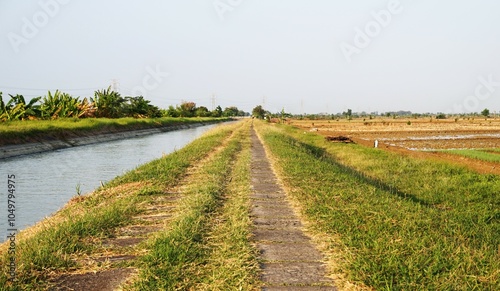 the road in the middle of green rice fields and on the edge there is an irrigation river photo