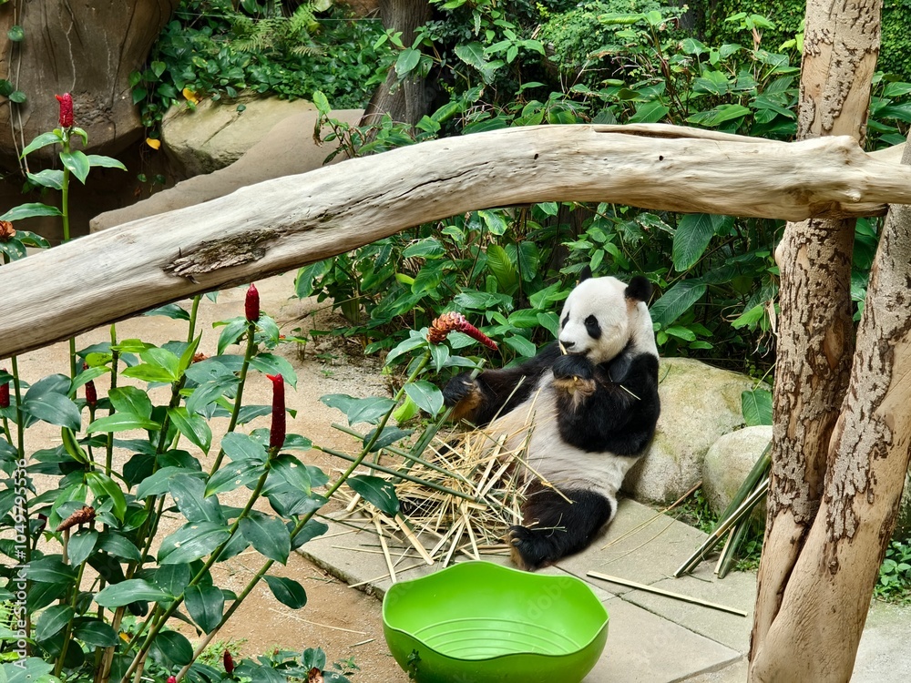 Obraz premium A panda delightfully enjoying a delicious bamboo snack in Its habitat