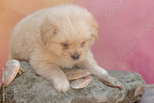 A fat puppy is eating a salted fish head that has fallen to the ground. Mammals that are commonly used as human pets have the scientific name Canis lupus familiaris. photo