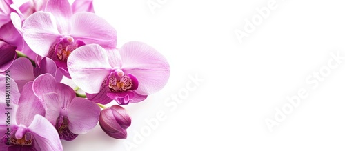 Purple orchid flowers on a ...