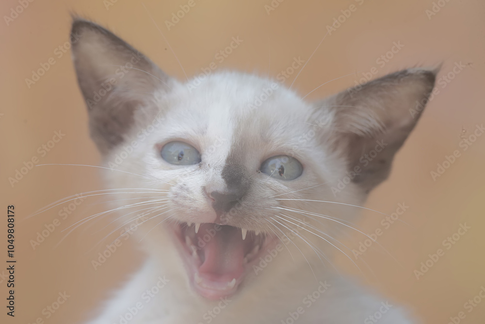 The expression of anger of a kitten when threatening a disturbing animal that approaches it. This mammal, which is often used as a pet, has the scientific name Felis catus. The expression of anger of a kitten when threatening a disturbing animal that approaches it. This mammal, which is often used as a pet, has the scientific name Felis catus.