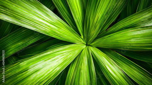 Closeup of lush green palm leaves.