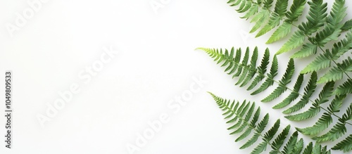 Tropical summer fern branch...