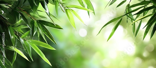 Bamboo background featuring...