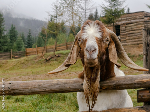 Boer goat photo