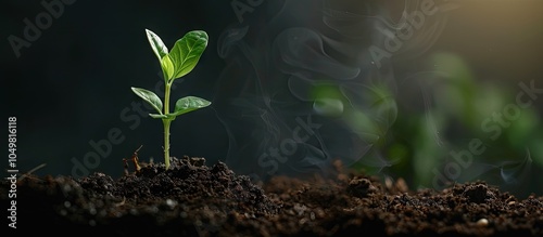 Small green seedling growin...