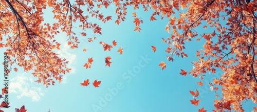 Autumn foliage set against ...
