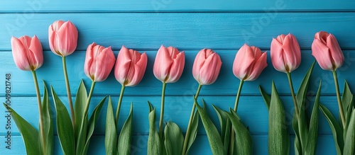 pink tulips on a blue woode...