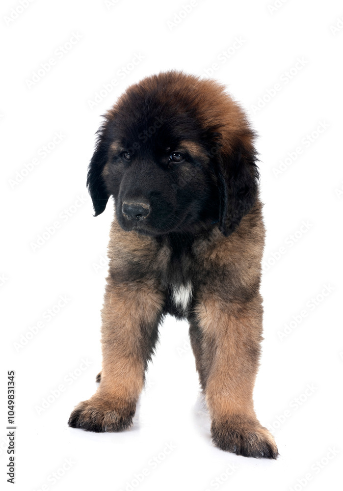 puppy Leonberger in studio