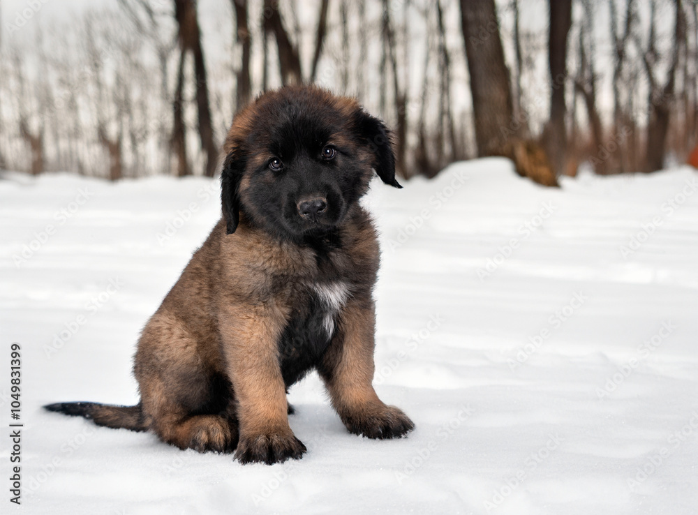Naklejka premium puppy Leonberger in nature