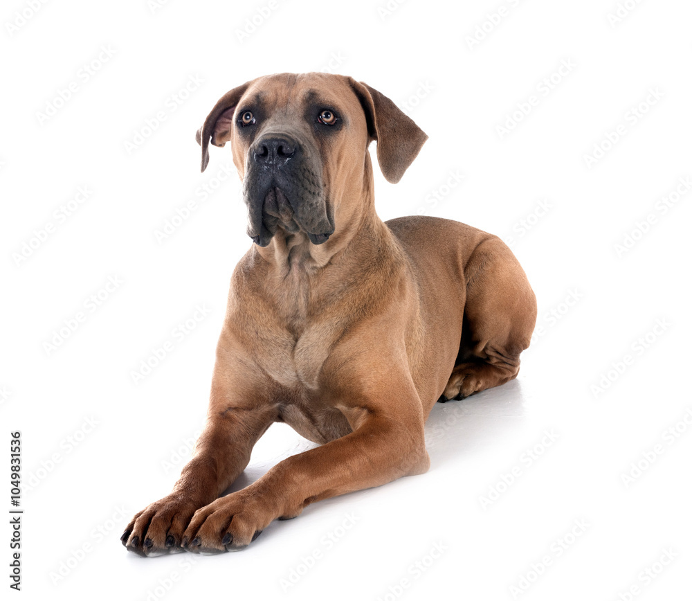 Obraz premium young cane corso