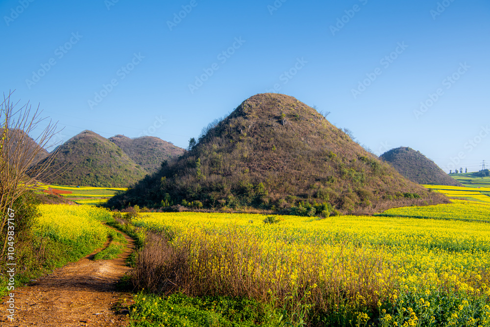 Obraz premium The path through the Canola field in Luoping, Yunnan, China