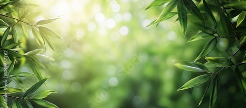 Bamboo background featuring...