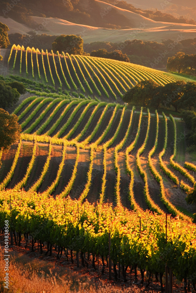 Fototapeta premium beautiful Grape field growing for wine yard summer 