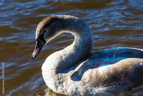 Fototapeta Naklejka Na Ścianę i Meble -  white young swans in lake with blue dark background with sun rays