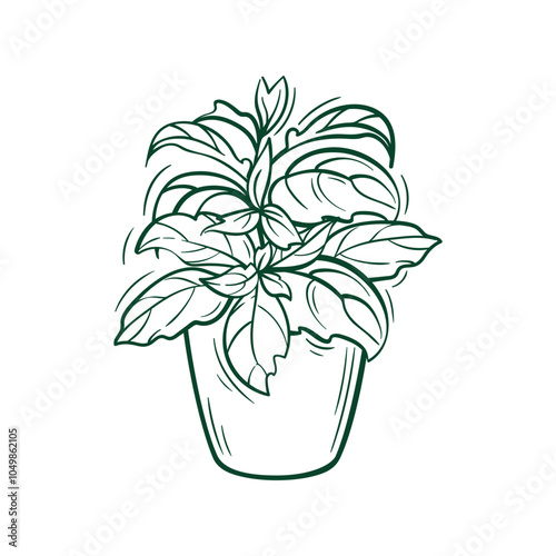 Basil in a pot. Vector botanical illustration in sketch style, showing hand-drawn outline art of this popular culinary ingredient. Home gardening. Eco product, Microgreens. Healthy lifestyle concept.