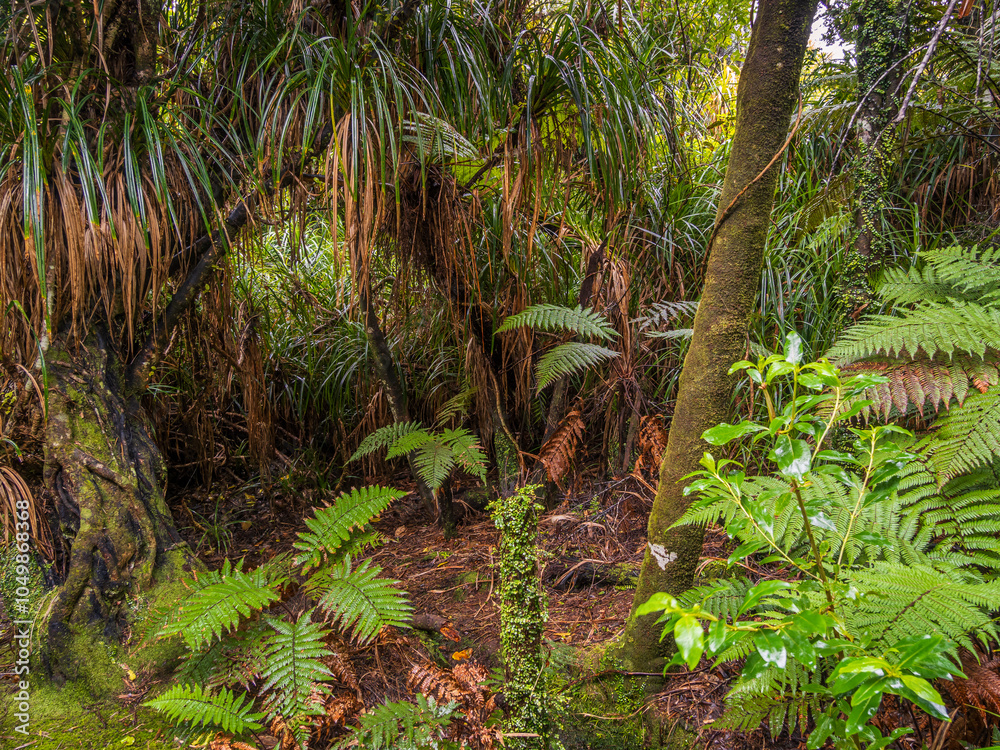 Fototapeta premium Coastal Rainforest New Zealand